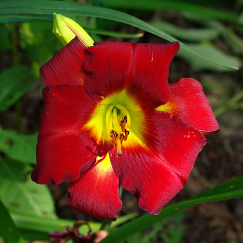 Hemerocallis Hemlock